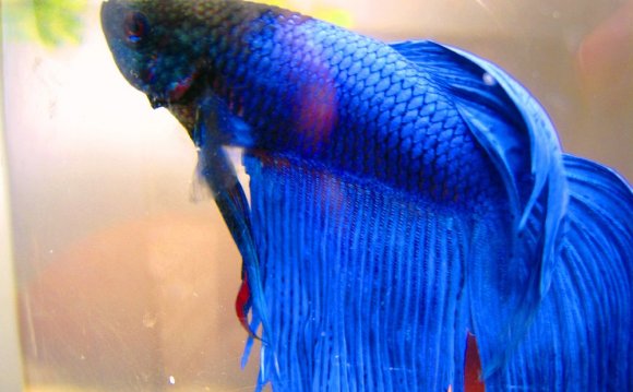 Blue Betta by Fishybobo