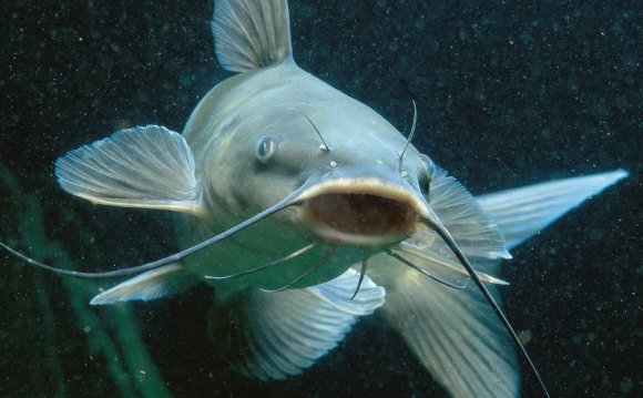 Blue Betta Fish Hd