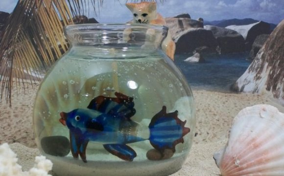 Blue Betta Fish In Bowl Hd
