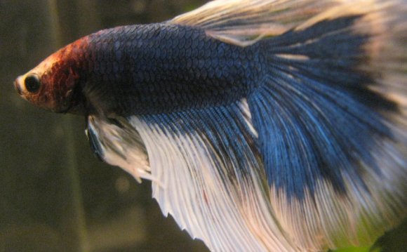 Blue Butterfly Betta by