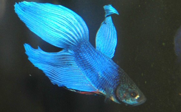 Blue Male Fighting Fish