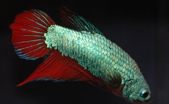How To Breed Betta Fish |
