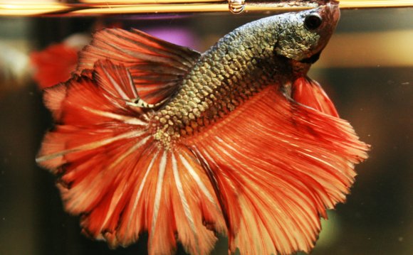 Red Cooper Feather Tail Betta