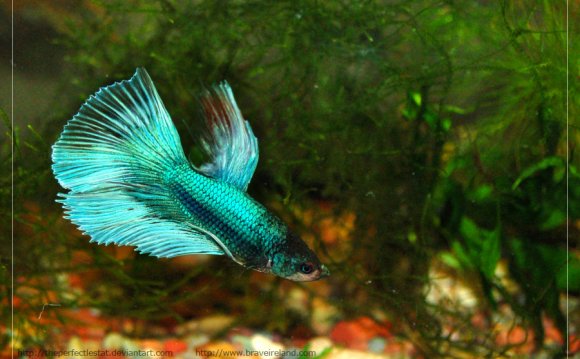 Half Moon Betta by