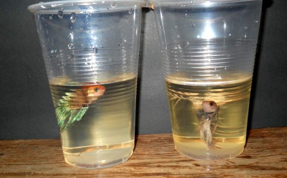 Bettas can survive in small