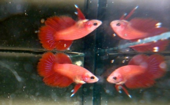 CAMBODIAN: Cambodian Betta s