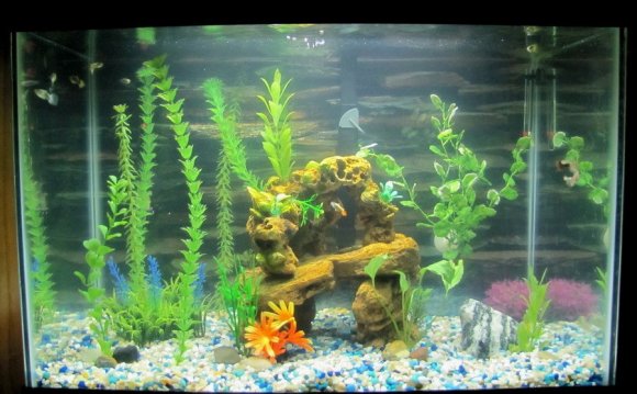 My 20 gal guppy tank