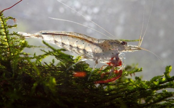 Caresheet: Amano shrimp