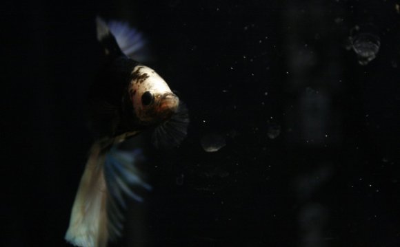 Bettas are a long-time