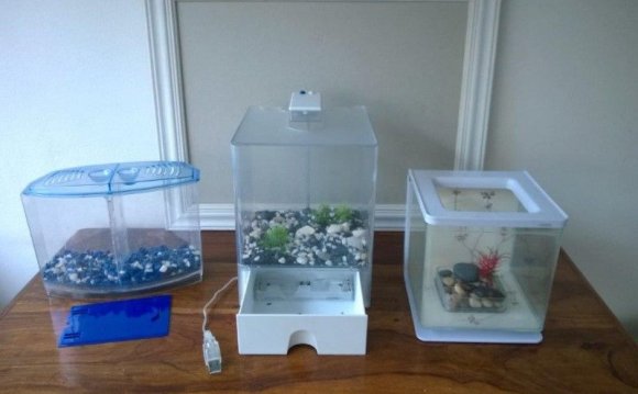 Siamese fighting fish tanks