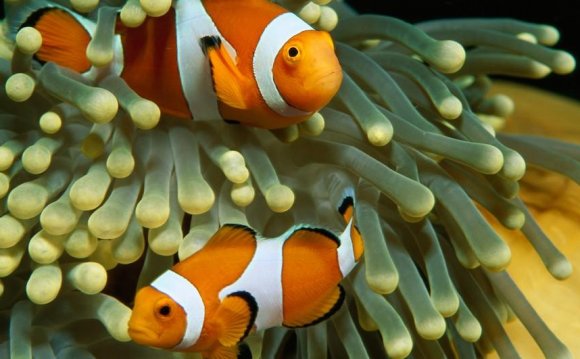 The colorful clown anemonefish