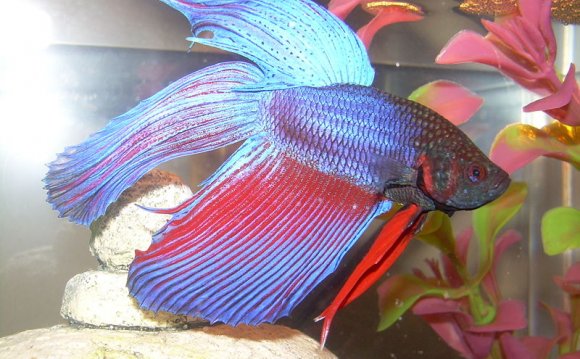 Siamese_fighting_fish1