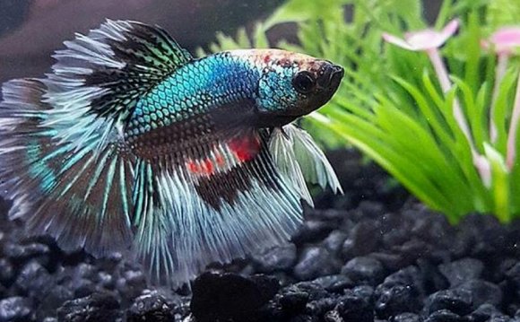 Betta-fish