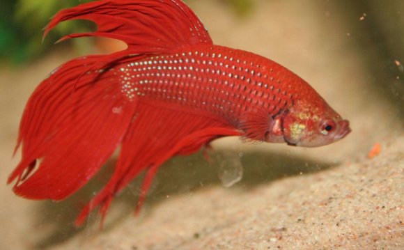 Female bettas are another