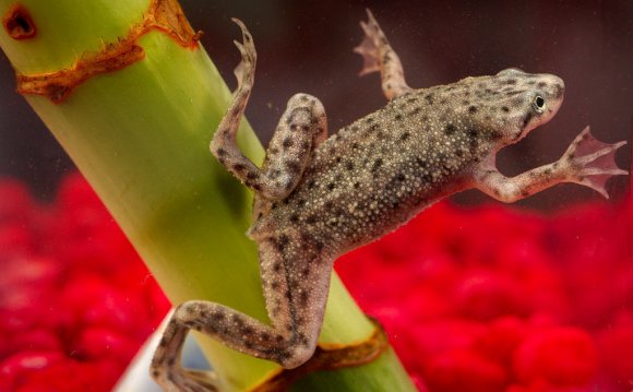 African dwarf frog