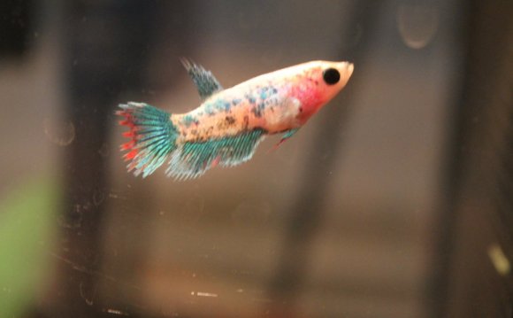 Crowntail Betta Female - Sexy