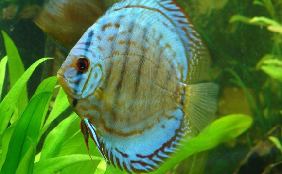 Cultivating a Healthy Discus