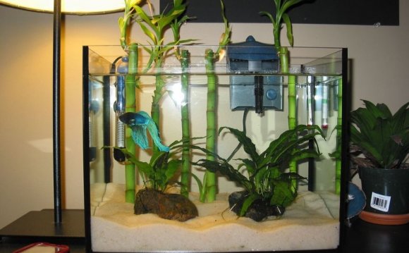 Astounding betta fish tanks