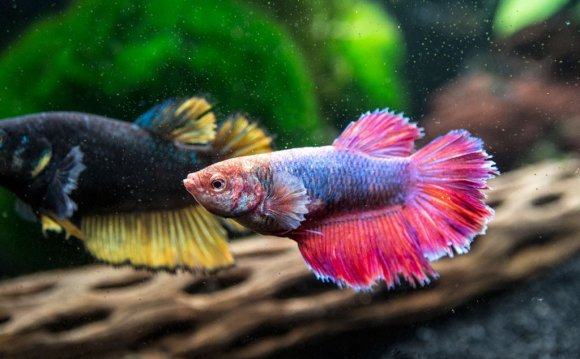 Deluxe Female Bettas (1 to