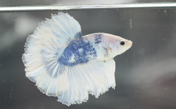 Marble bettas have color