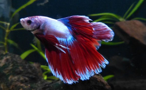 Happy Bettas UK – British