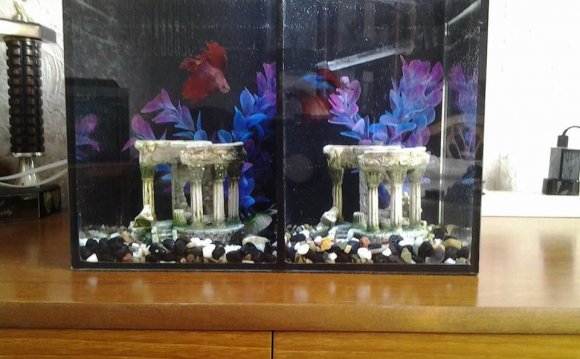 Dual fishtank with two betta