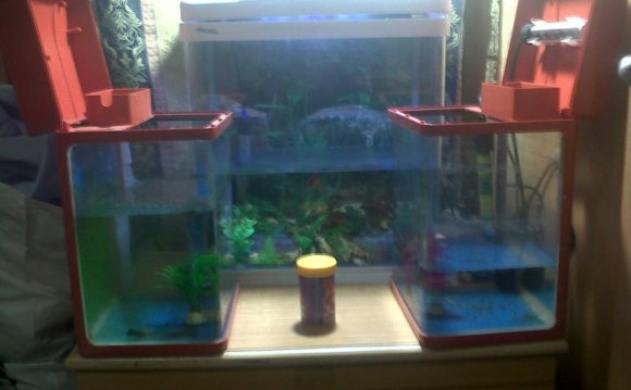 3 AQUARIUM FOR BREEDING BETTA