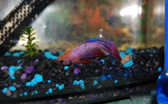 Dying Betta??