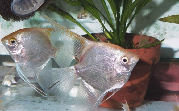 Feeding Angelfish fry