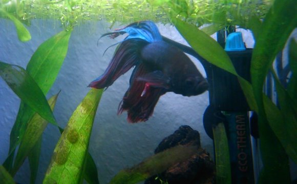 Betta