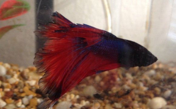 Is My Betta Fat Or Constipated