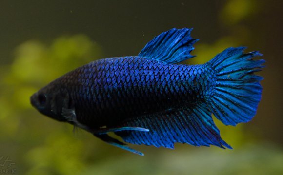 Female betta splendens