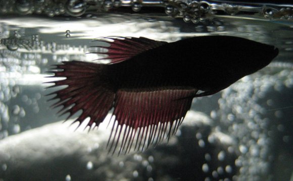 Female Crowntail Betta by