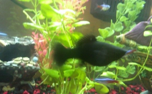 I have a black female molly