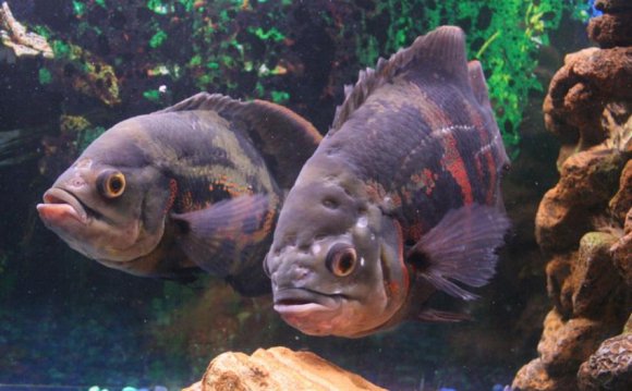 Female Vs Male Betta Fish