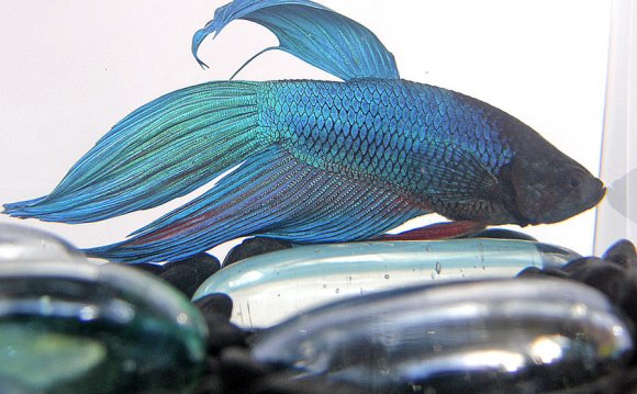 Blue Fighter Fish by