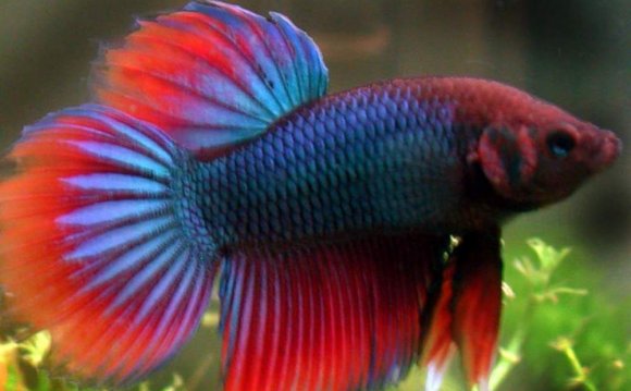 Fighting fish