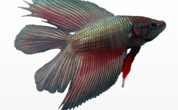 File:Betta splendens male