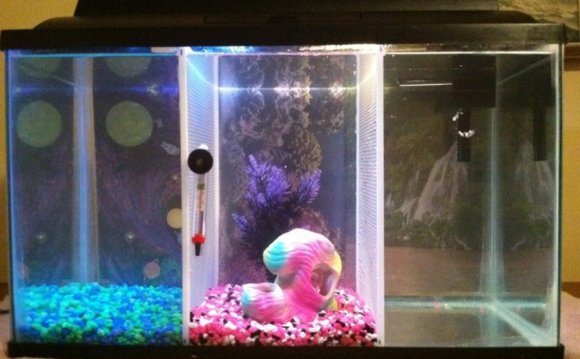 Film across top of Betta tank