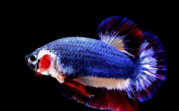 Private Betta fish auction