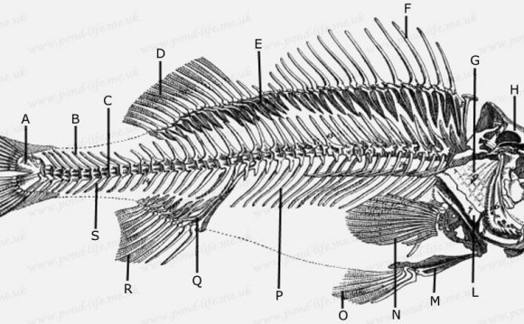 Illustration of the skeleton