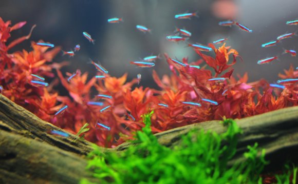 Aquarium Plant Health Guide