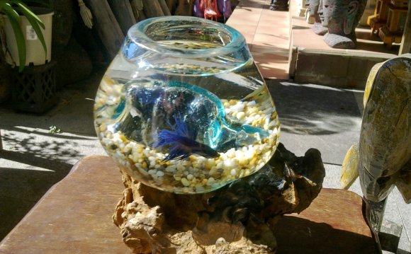 Glass Fish Bowl on Driftwood