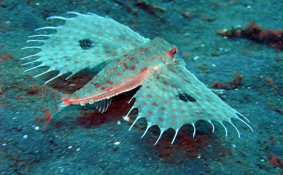 Oriental Flying Gurnard