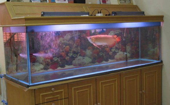 Fish tank maintenance 80 cm