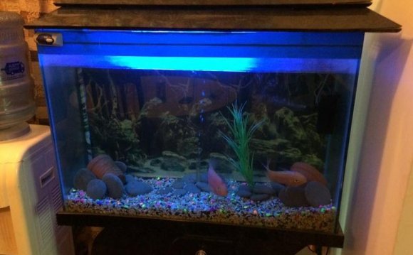 Fish tank maintenance tips