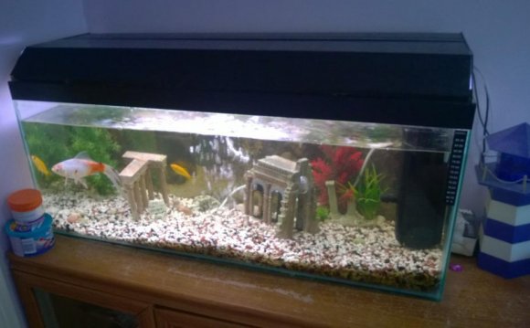 Fish tanks for sale dorset