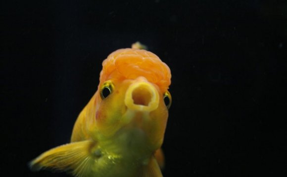 When thinking of fishkeeping