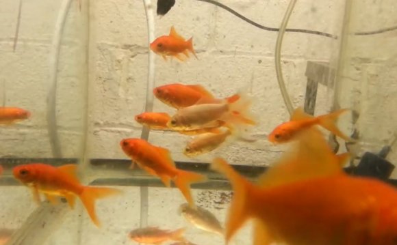 How To Breed Comet Goldfish