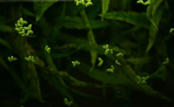 Floating aquarium plants